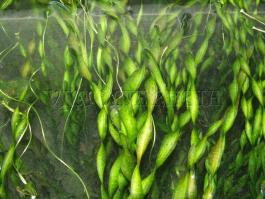 Akváriumi növények - Vallisneria  contortionist csavart levelű vallizneria